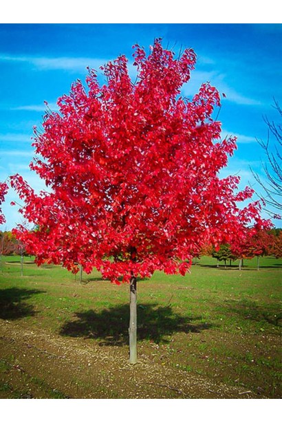 Клен Ред Сансет червоне забарвлення восени